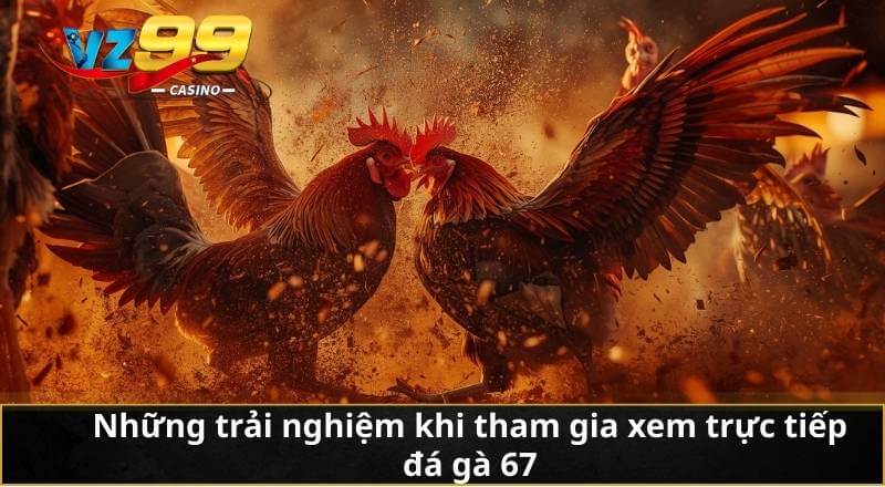 Trực Tiếp Đá Gà 67 Vz99 - Giải Trí Gay Cấn Từng Phút 3 Những trải nghiệm khi tham gia xem trực tiếp đá gà 67
