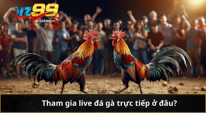 Live Đá Gà Trực Tiếp - Trải Nghiệm Cực Nét, Cược Kịch Tính 3 Tham gia live đá gà trực tiếp ở đâu?